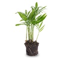 Zimmerpalme - Chamaedorea elegans 'baby' - Terrarienpflanze - Topfgröße 6
