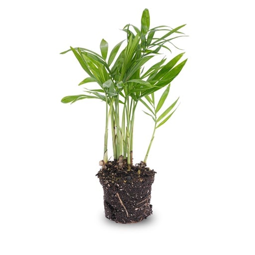 "Bergpalme (Chamaedorea elegans) – pflegeleichte Zimmerpflanze, Topf-Ø 6 cm image"