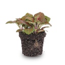 Fittonia rot - Mosaikpflanze - Topfgröße 8