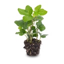 Hedera helix - Ø 6 cm - Zimmerpflanze & Terrarienpflanze
