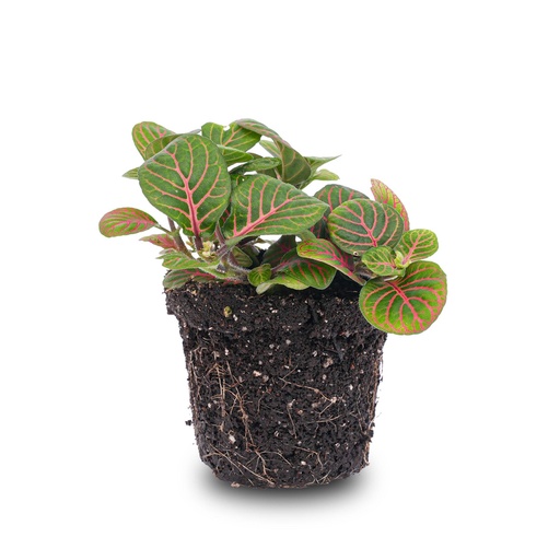 "Fittonia Bubble Rot - Rot und Grün - Mosaikpflanze - Topfgröße 8 image"