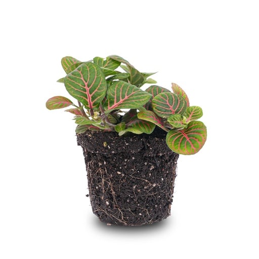 "Mosaikpflanze (Fittonia verschaffeltii) – pflegeleichte Zimmerpflanze image"