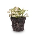 Fittonia Rosa Tiger - Rosa, Weiß und Grün - Mosaikpflanze - Topfgröße 8