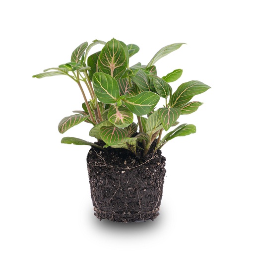 "Mosaikpflanze (Fittonia verschaffeltii) – pflegeleichte Zimmerpflanze image"