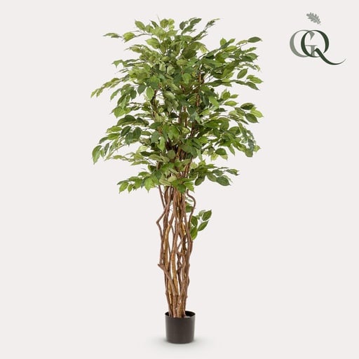 "Kunstpflanze - Ficus Liane - Geigenblattpflanze - 170cm image"