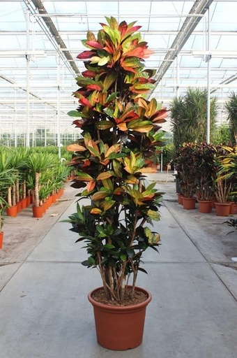 "Codiaeum Iceton - 230 cm image"