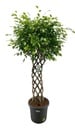 Ficus Benjamina geflochtener Stamm - 180 cm