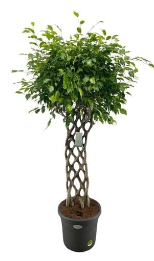 "Ficus Benjamina geflochtener Stamm - 180 cm image"