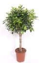 Ficus Nitida geflochtener Stamm - 100 cm
