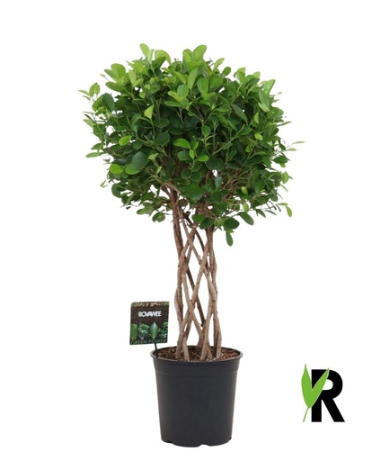 "Ficus Moclame geflochtener Zylinder - 120 cm image"