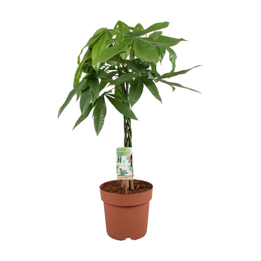 "Pachira Aquatica - 70 cm image"