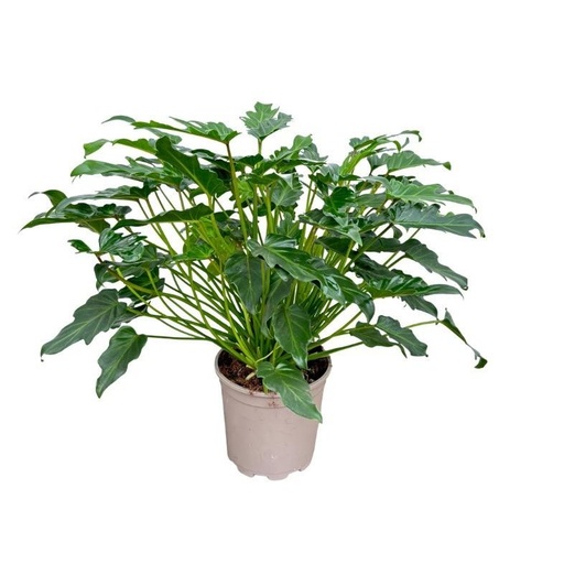 "Philodendron Xanadu - 70 cm image"