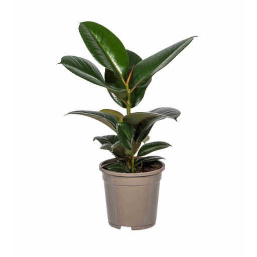 "Ficus Elastica Robusta Ø17cm - ↕50 - 60cm image"