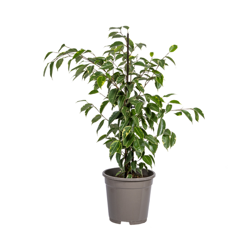 "Ficus Benjamina Golden King Ø17cm - ↕60 - 80cm image"