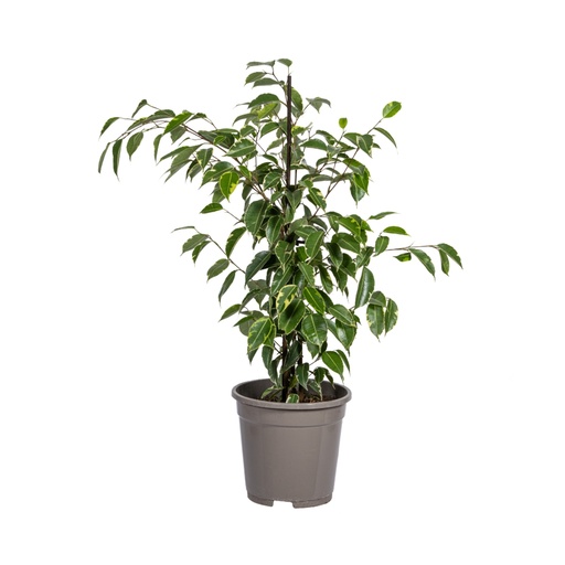"Birkenfeige 'Golden King' (Ficus benjamina) – Strauch, Topf-Ø 17 cm, Höhe ca. 60–80 cm image"