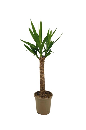 "Yucca Elephantipeß Ø17cm - ↕60 - 80cm image"