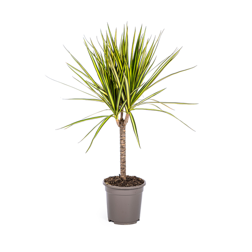 "Dracaena Marginata Sunray Ø17cm - ↕60 - 80cm image"