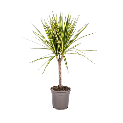 "Drachenbaum 'Sunray' (Dracaena marginata) – pflegeleichte Zimmerpflanze, Topf-Ø 17 cm, Höhe ca. 60–80 cm image"
