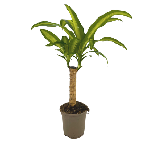 "Dracaena Fragrans Massangeana Ø17cm - ↕60 - 80cm image"