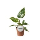 Philodendron Weiße Prinzessin - Ø12cm - ↕30cm