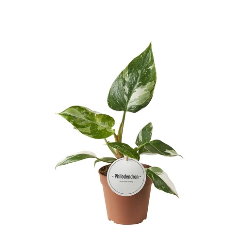 "Weiße Prinzessin (Philodendron 'White) – pflegeleichte Zimmerpflanze, Topf-Ø 12 cm, Höhe ca. 30 cm image"