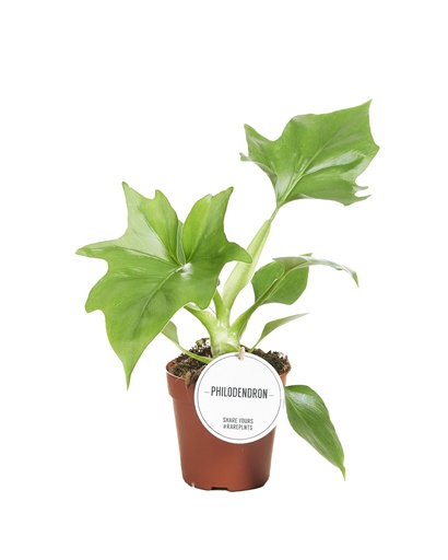 "Philodendron Warszewiczii - Ø12cm - ↕30cm image"