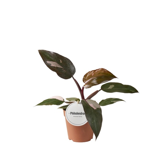 "Philodendron Burgundy Princess - Ø12cm - ↕25cm image"