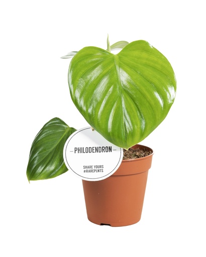 "Philodendron Pittieri - Ø12cm - ↕30cm image"