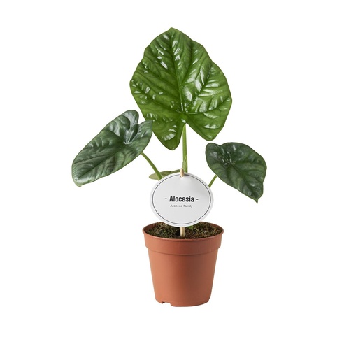 "Pfeilblatt (Alocasia lucianii) – pflegeleichte Zimmerpflanze, Topf-Ø 12 cm, Höhe ca. 20 cm image"