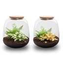 Pflanzen Terrarium - Emma Mini - DIY Set - ↑ 20 cm - Ø 19 cm - Fittonia White Tiger