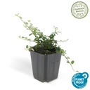 Cotoneaster pr. 'Queen of Carpets' - ↕10-25cm - Ø9cm 1x