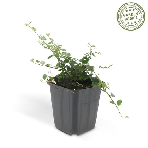 "Zickzackstrauch 'Queen of Carpets' (Cotoneaster) – winterharter Zierstrauch, Topf-Ø 9 cm, Höhe ca. 25 cm image"