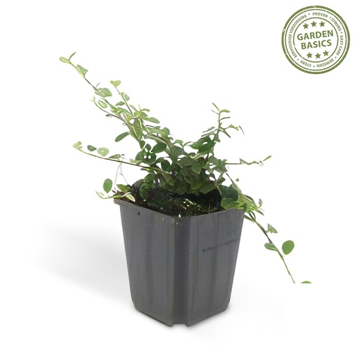 "Zickzackstrauch 'Queen of Carpets' (Corokia cotoneaster) – winterharter Zierstrauch, Topf-Ø 9 cm, Höhe ca. 25 cm image"