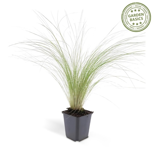 "Federgras 'Ponytails' (Stipa tenuissima) – winterhartes Ziergras, Topf-Ø 9 cm, Höhe ca. 25 cm image"