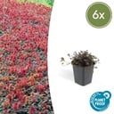6x Acaena microphylla 'Kupferteppich' - ↕10-25cm - Ø9cm
