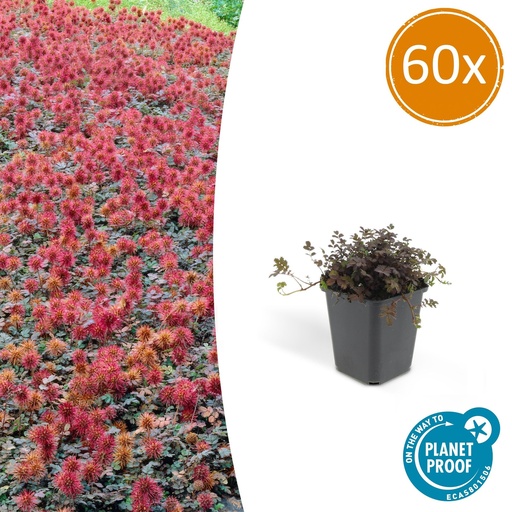 "60x Acaena microphylla 'Kupferteppich' - ↕10-25cm - Ø9cm image"