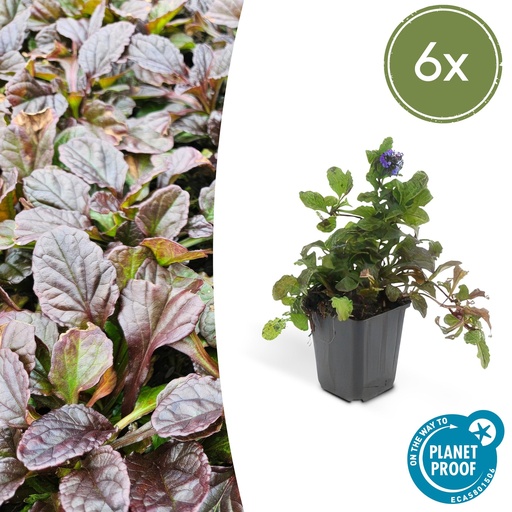 "6x Ajuga reptans - ↕10-25cm - Ø9cm image"