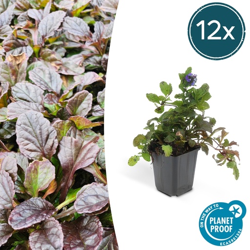 "12x Ajuga reptans - ↕10-25cm - Ø9cm image"