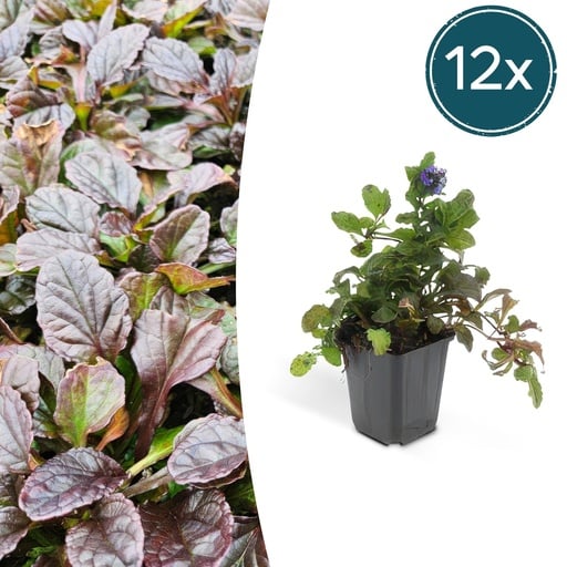 "Kriechender Günsel 12er-Set (Ajuga reptans) – winterharte Bodendecker-Staude, Topf-Ø 9 cm, Höhe ca. 25 cm image"