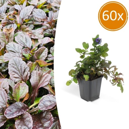 "Kriechender Günsel 60er-Set (Ajuga reptans) – winterharte Bodendecker-Staude, Topf-Ø 9 cm, Höhe ca. 25 cm image"