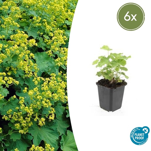 "6x Alchemilla mollis - ↕10-25cm - Ø9cm image"