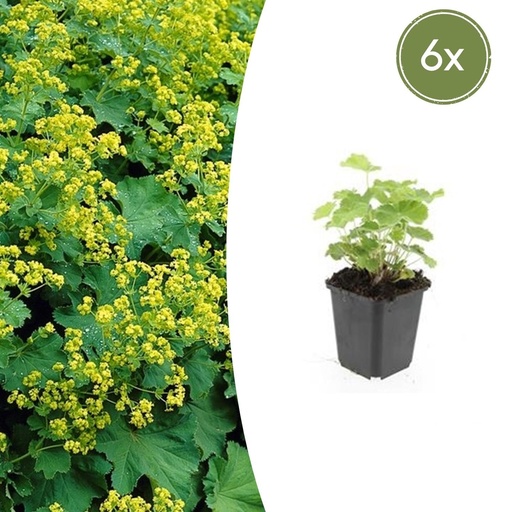 "Frauenmantel 6er-Set (Alchemilla mollis) – winterharte Staude, Topf-Ø 9 cm, Höhe ca. 25 cm image"