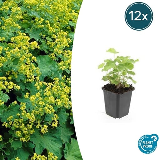 "12x Alchemilla mollis - ↕10-25cm - Ø9cm image"