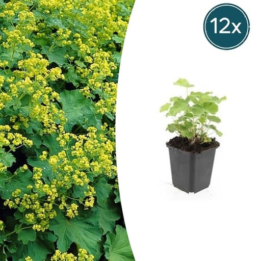 "Weicher Frauenmantel 12er-Set (Alchemilla mollis) – winterharte Staude, Topf-Ø 9 cm, Höhe ca. 25 cm image"