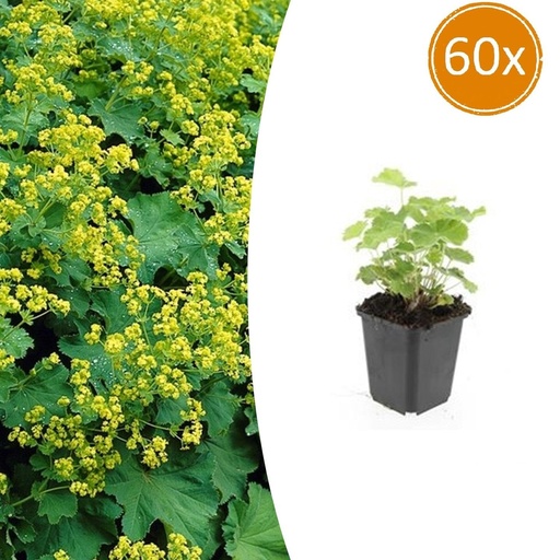 "Frauenmantel 60er-Set (Alchemilla mollis) – winterharte Staude, Topf-Ø 9 cm, Höhe ca. 25 cm image"
