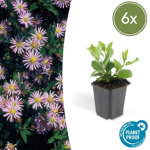 "6x Aster ageratoides 'Asran' - ↕10-25cm - Ø9cm image"