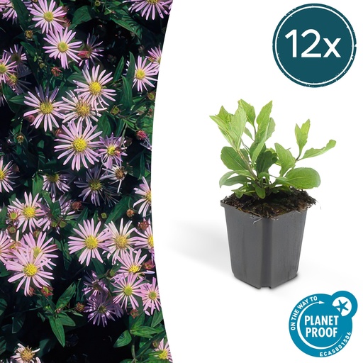 "12x Aster ageratoides 'Asran' - ↕10-25cm - Ø9cm image"