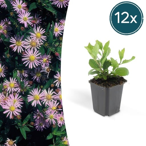 "Wildaster 'Asran' 12er-Set (Aster ageratoides) – winterharte Staude, Topf-Ø 9 cm, Höhe ca. 25 cm image"