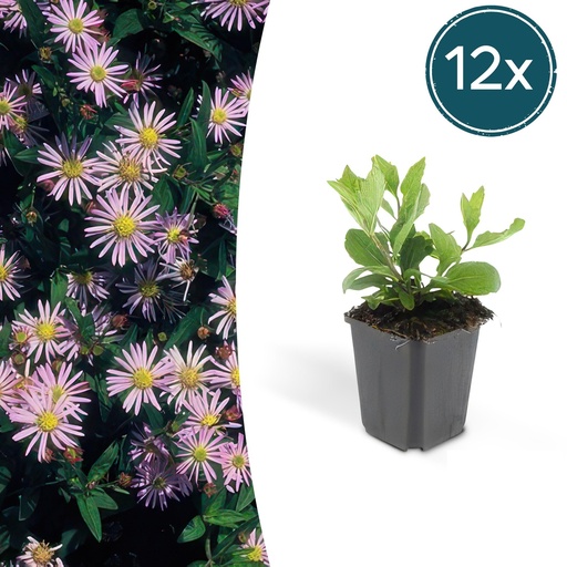 "Wildaster 'Asran' 12er-Set (Aster ageratoides) – winterharte Staude, Topf-Ø 9 cm, Höhe ca. 25 cm image"