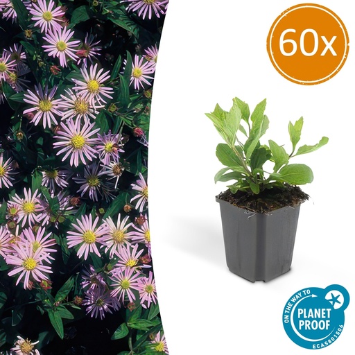 "60x Aster ageratoides 'Asran' - ↕10-25cm - Ø9cm image"